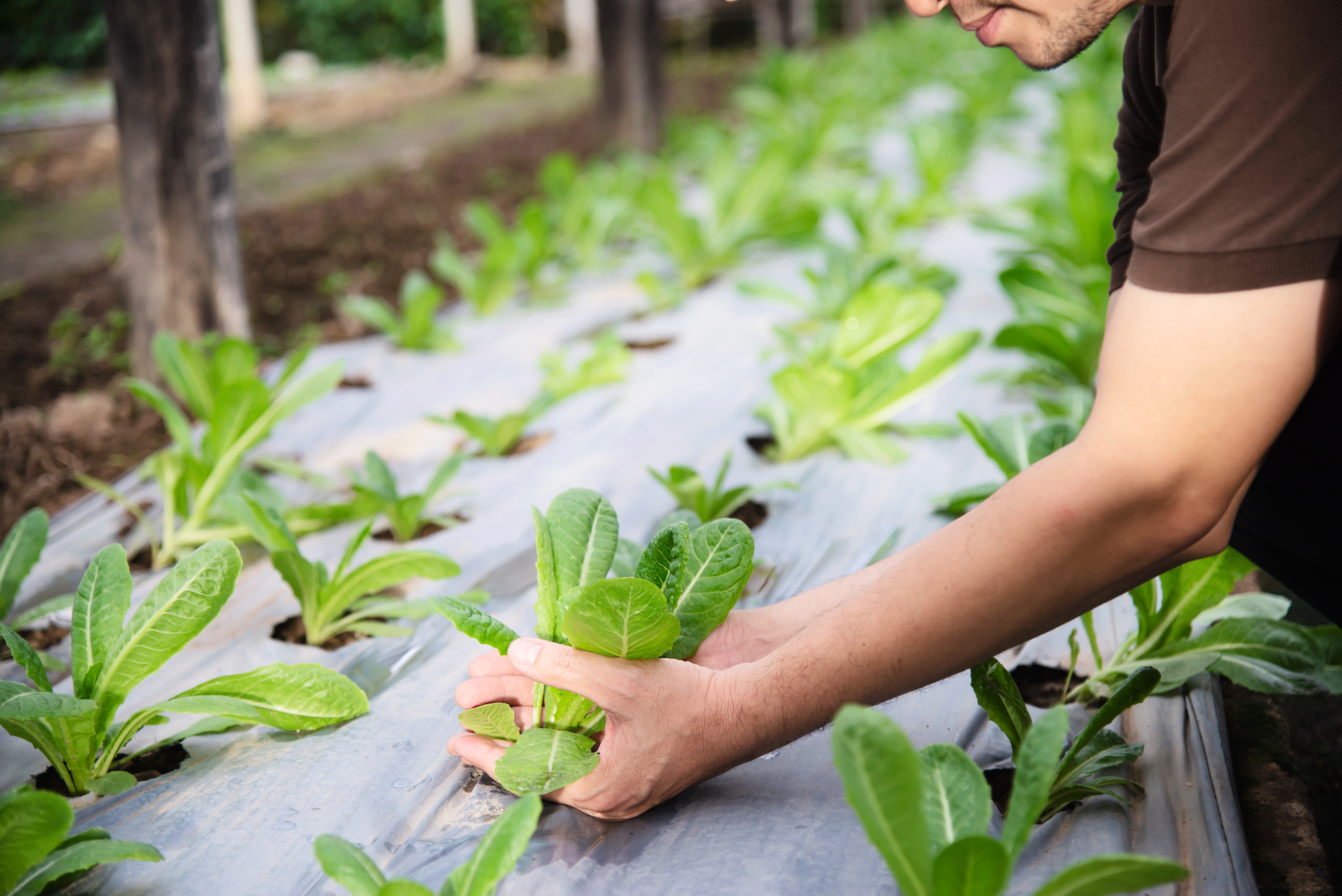 Lettuce Cultivation