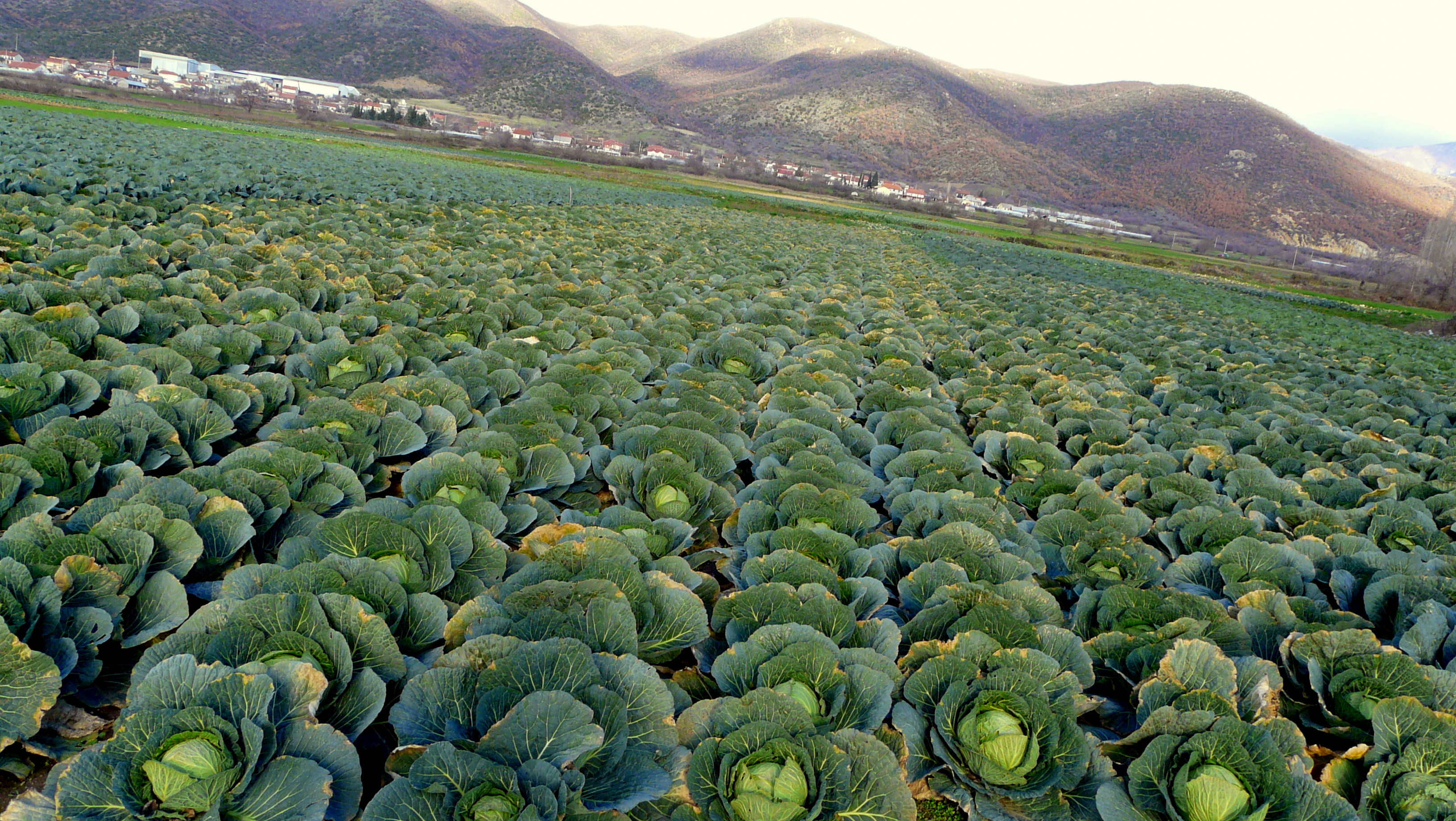 Vegetable Cultivation